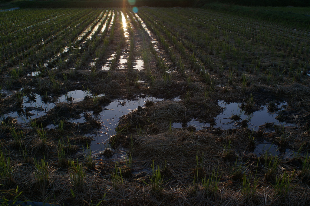 rokkor　MD24mm　F2.8