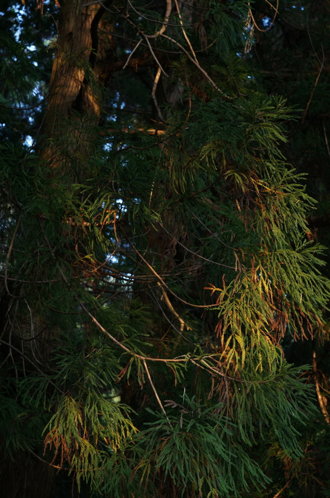 PENTAX55mmF1.8