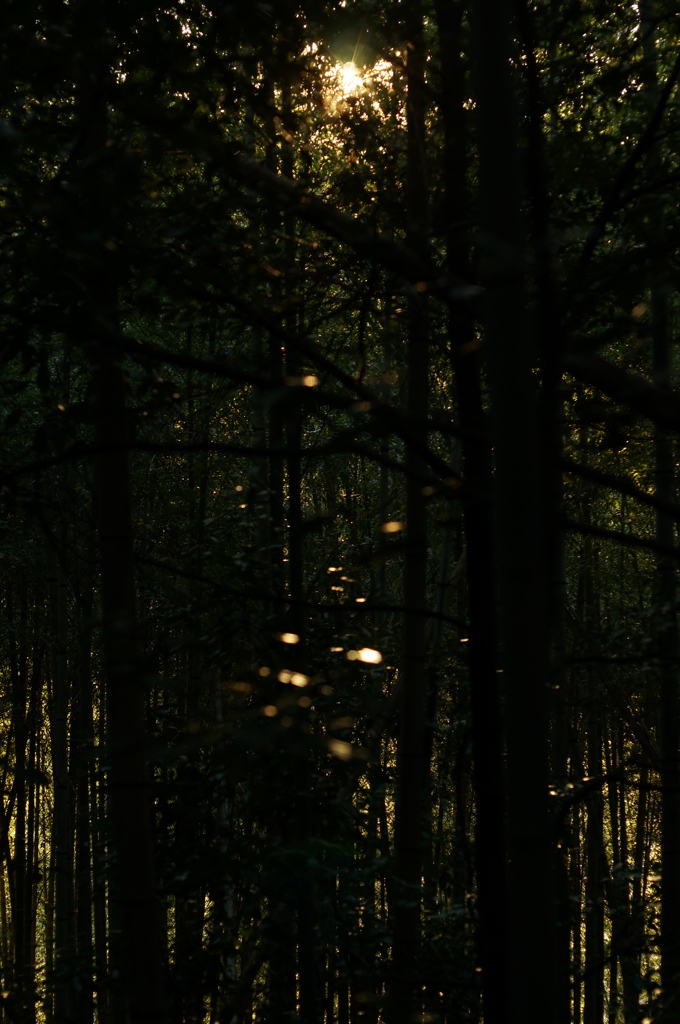 rokkorMD50mmF1.4