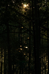 rokkorMD50mmF1.4