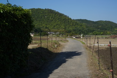 夏だ