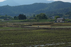 鷺