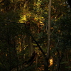 PENTAX55mmF1.8