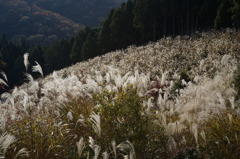 すすきの山