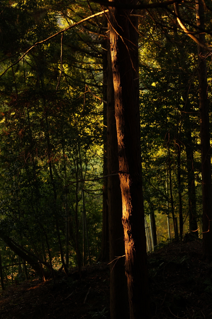rokkorMD50mmF1.4