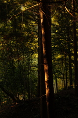 rokkorMD50mmF1.4
