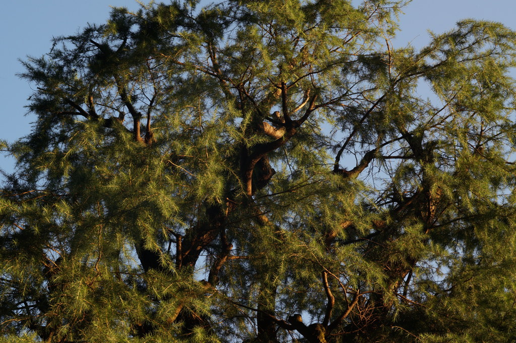 PENTAX55mmF1.8