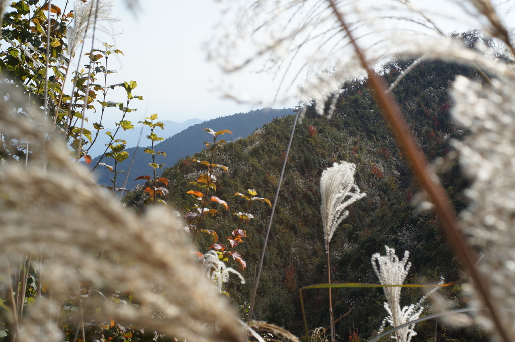 すすきの山