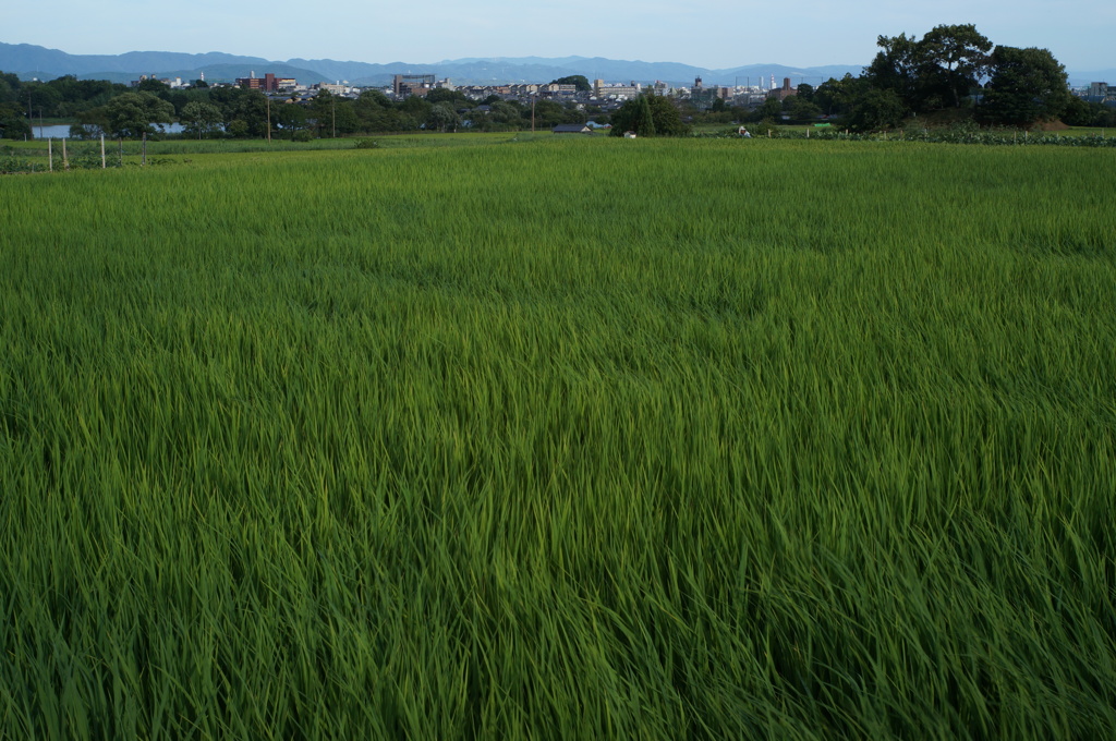 風が