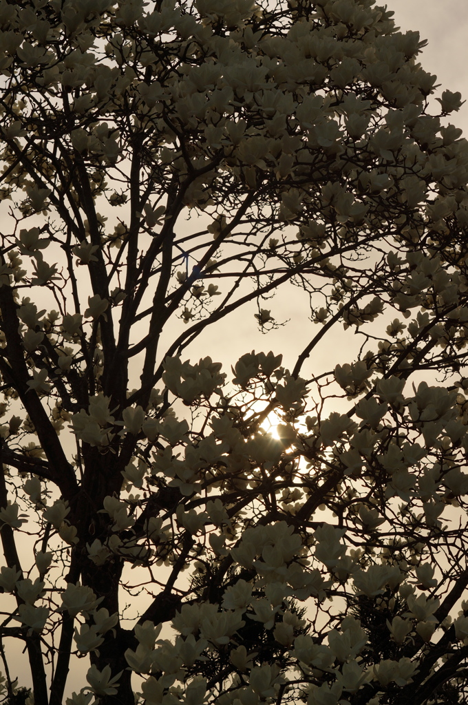 PENTAX55mmF1.8
