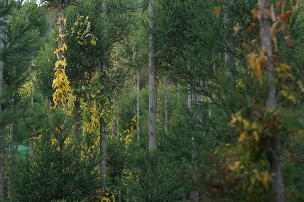 PENTAX55mmF1.8