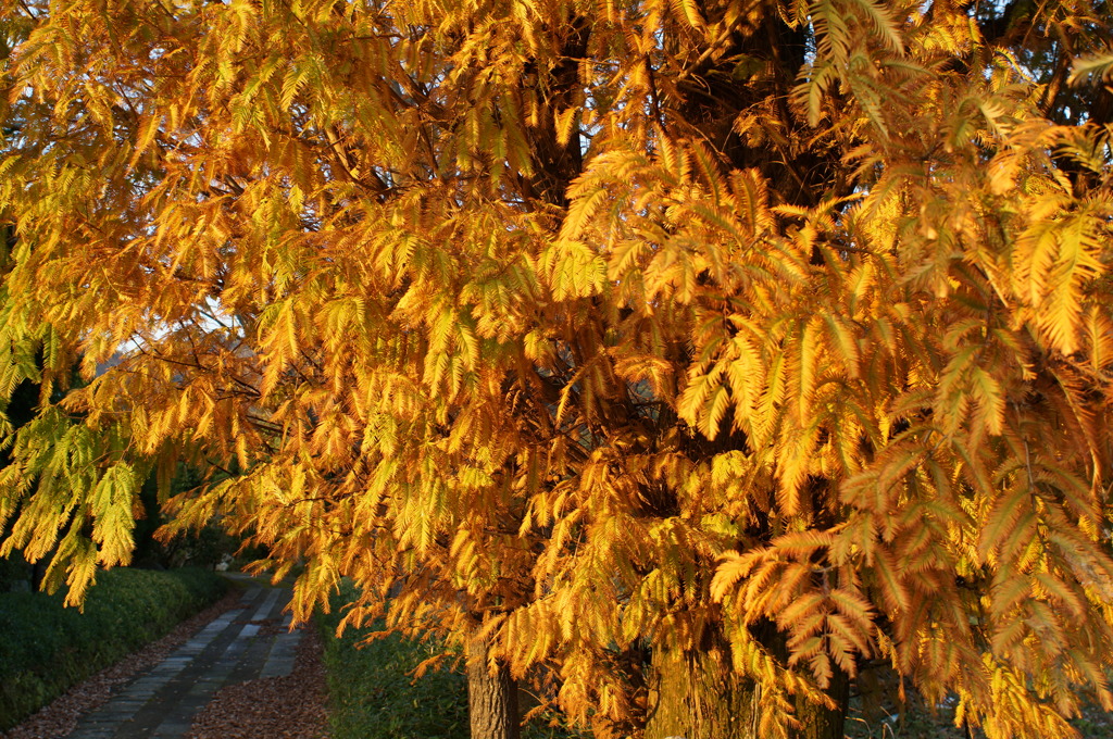 rokkorMD24mmF2.8