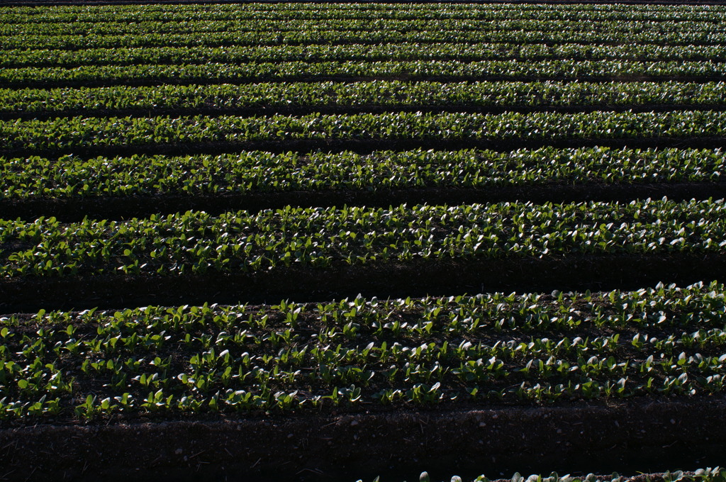 rokkorMD24mmF2.8