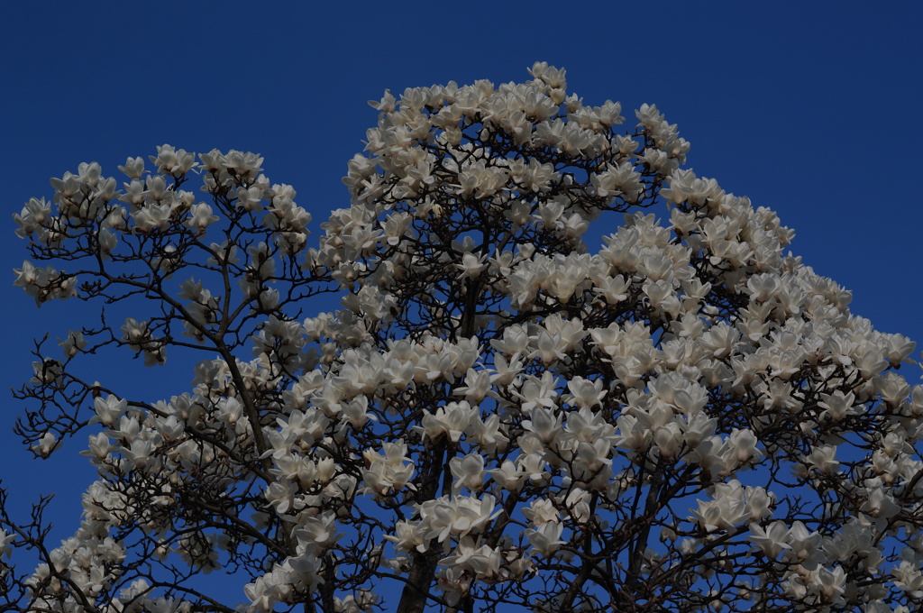 PENTAX55mmF1.8