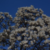PENTAX55mmF1.8