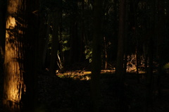 rokkorMD50mmF1.4