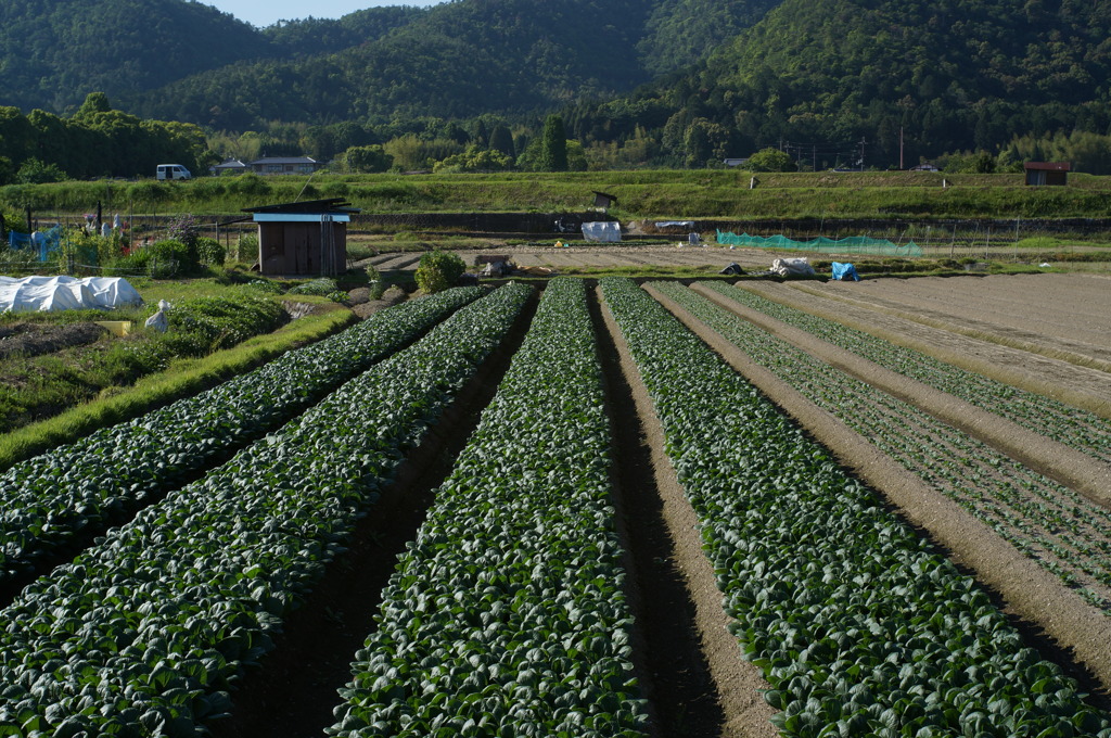 綺麗だな