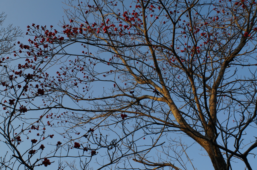 rokkorMD24mmF2.8