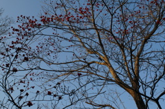 rokkorMD24mmF2.8