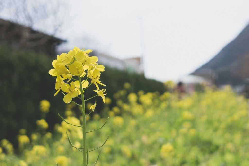 河津桜まつり2016