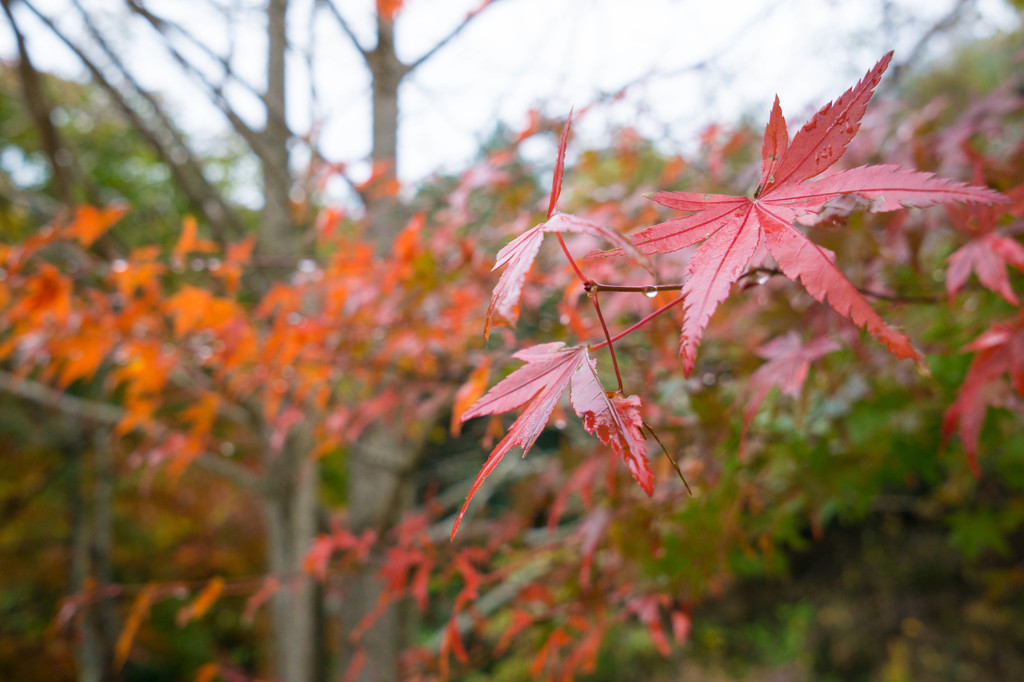 １１/２１日から紅葉祭りです