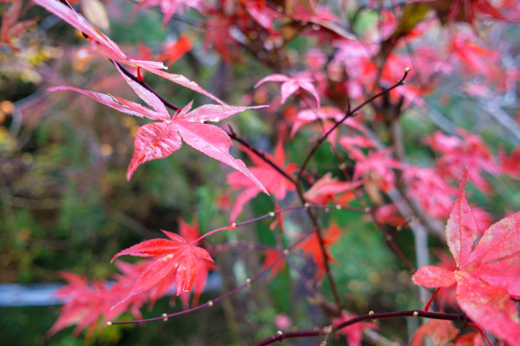１１/２１日から紅葉祭りです