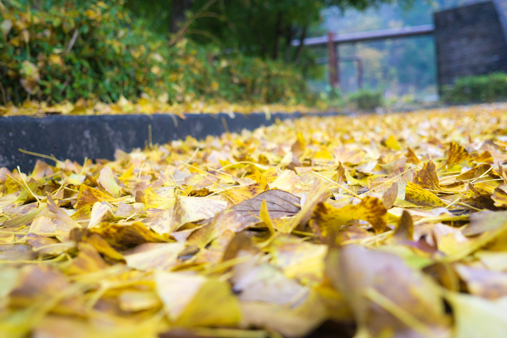 １１/２１日から紅葉祭りです