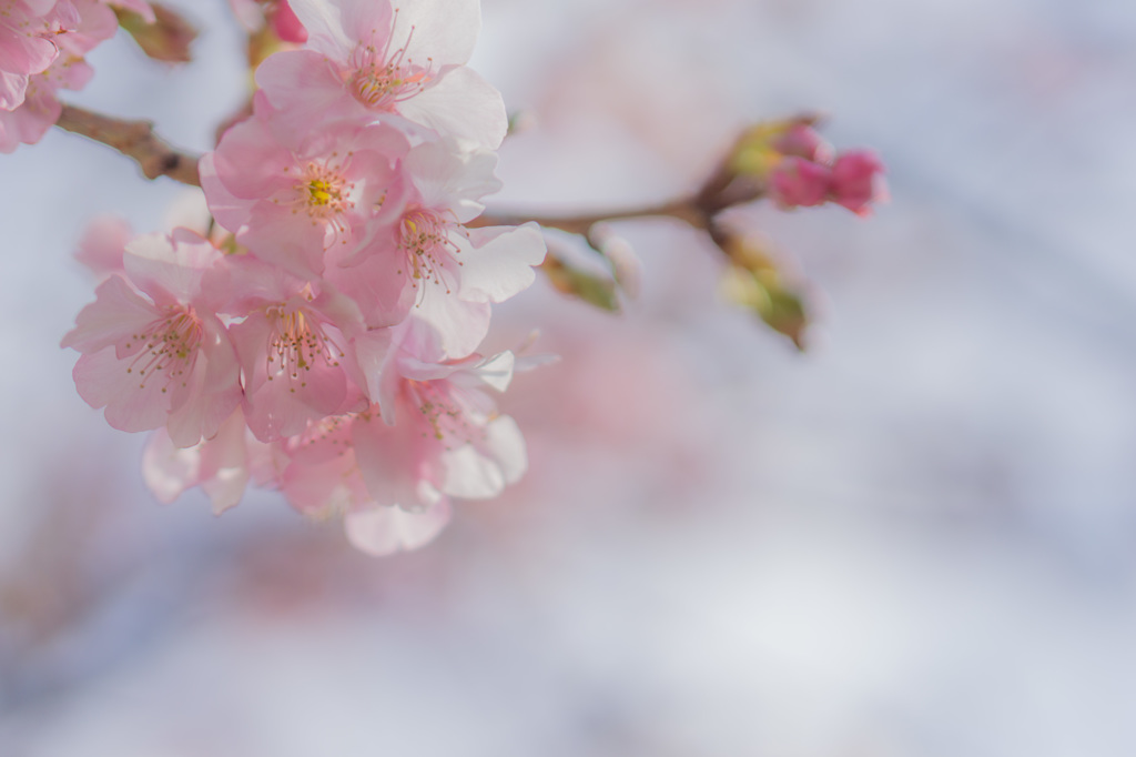 河津桜まつり2016