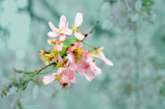 2025・03・31 Mon, 今年は桜に集中。