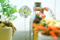 2026・01・08 Thu,春は直ぐ