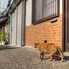 やっぱり 谷根千は お猫ちゃんで〆