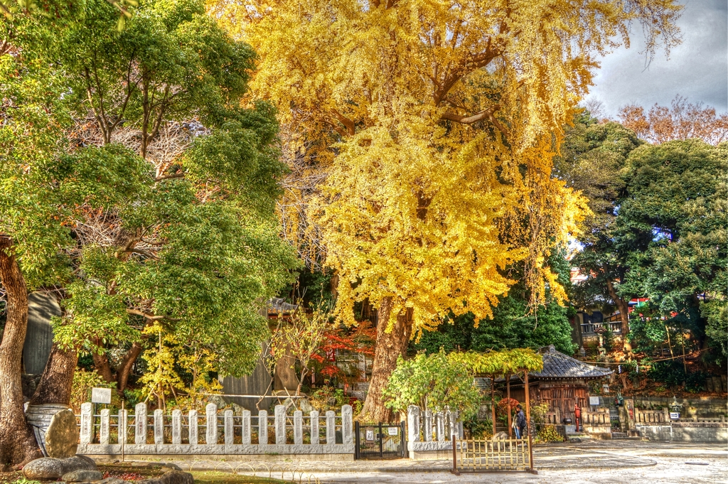 目黒不動尊  瀧泉寺  03