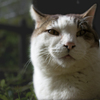 Afternoon Cat　2016 04 17　…04