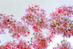 2022・03・28 Mon, Sakura 桜　桜咲く
