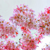 2022・03・28 Mon, Sakura 桜　桜咲く