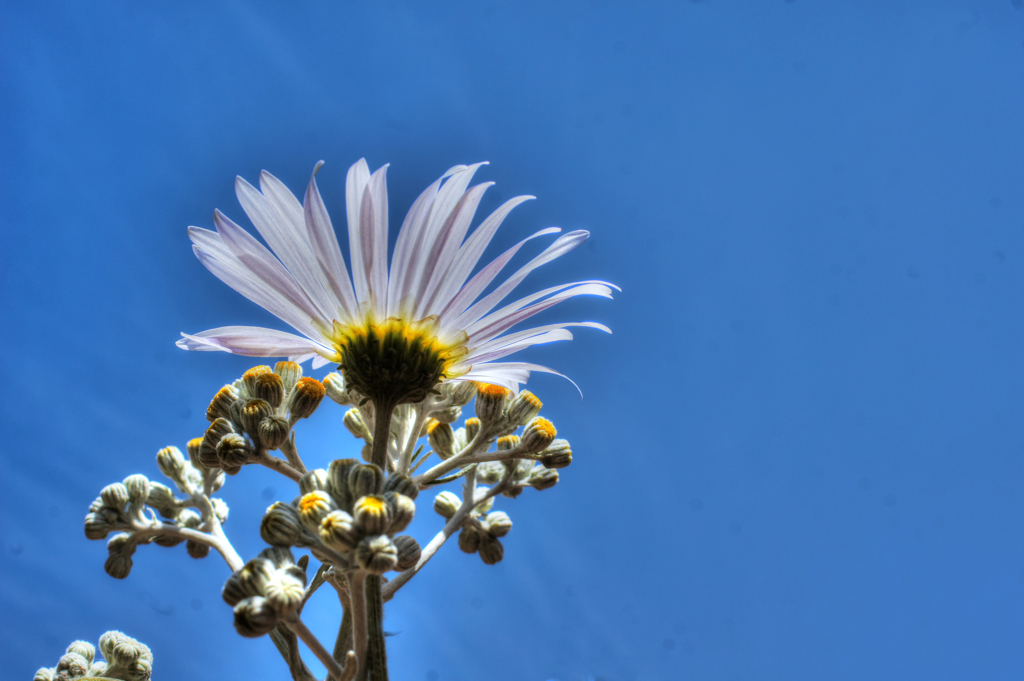 6月3日 花と空 発見