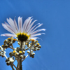 6月3日 花と空 発見