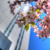 都会の桜 4月13日も　良い感じっす！