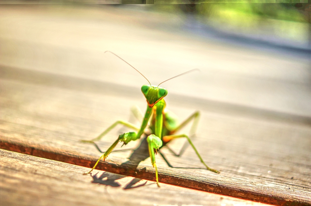 森の最後は  ひょこっと…カマキリ