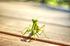 森の最後は  ひょこっと…カマキリ