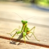 森の最後は  ひょこっと…カマキリ