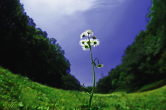 Flower & Fisheye