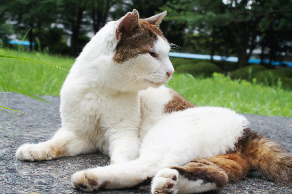 KSP　お猫様　（Shiro）