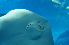 沖縄 その2 美ら海水族館