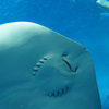 沖縄 その2 美ら海水族館