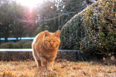 茶色い猫が逆光午後を…冬散歩