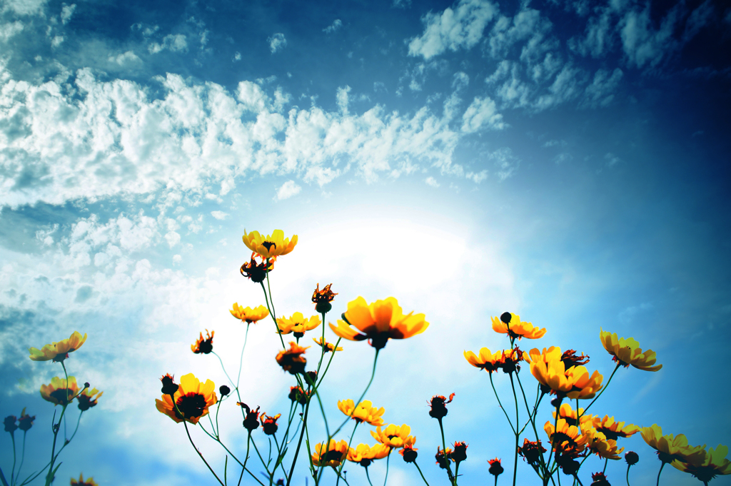 Sky & Flower