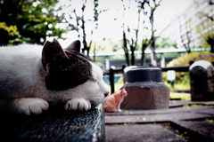やっぱり近所の御猫さんの撮影が一番好き！ …04