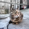 Sonyな トーンで お猫様