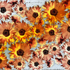 2024・02・18 Sun, もっと花を・・・